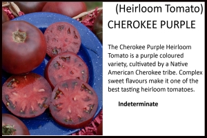 Tomato 'Cherokee Purple'